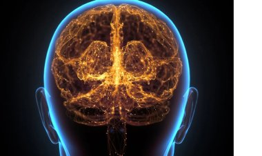 Preterm Children Who Drink More Breast Milk Have a Higher IQ and Greater Academic Achievement