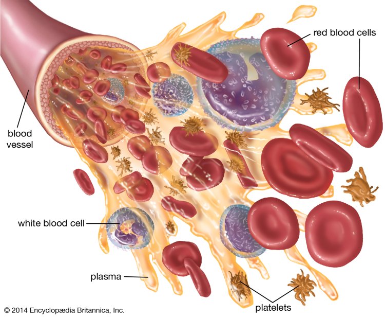 Blood Diseases: White and Red Blood Cells, Platelets and Plasma